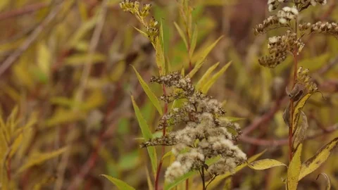 Branches in the wind Stockbeeldmateriaal 85078492