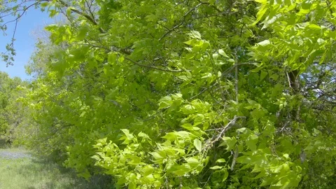 Branches in wind Video stock 103536943