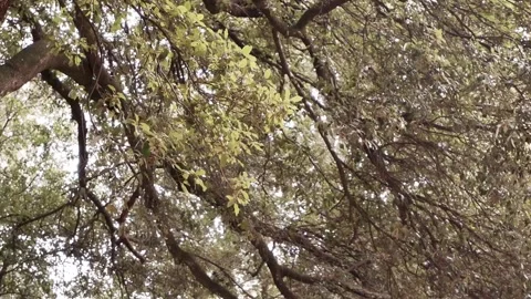 Branches in the wind Stock Footage 265170769