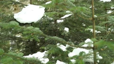 Branches of a Winter Fir-Tree Under Snow. Shooting With a Panorama Video stock 72474101