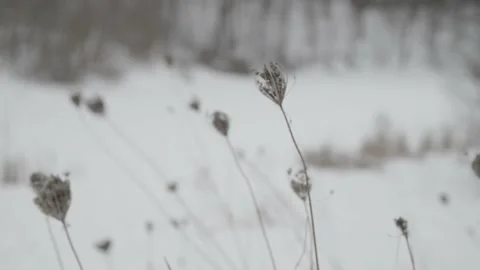 Branches in Winter Stock-Footage 169262852