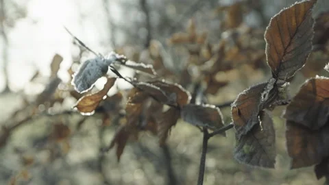 Branches in winter Video stock 264140893