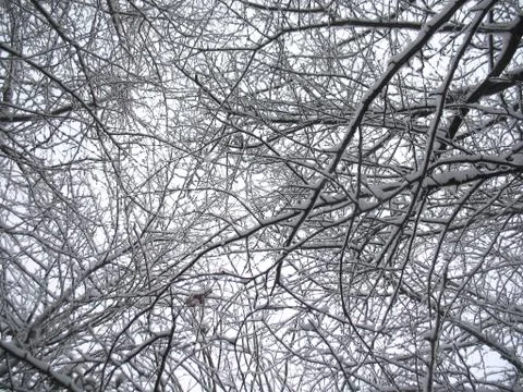 Branches in winter forest Stock Photos