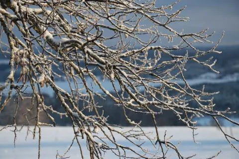 Branches in winter Stock Photos
