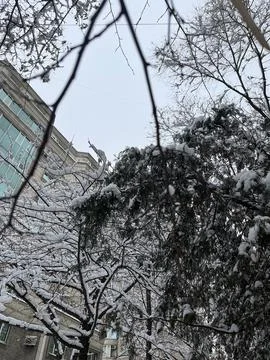 Branches of winter trees in the snow Stock Photos