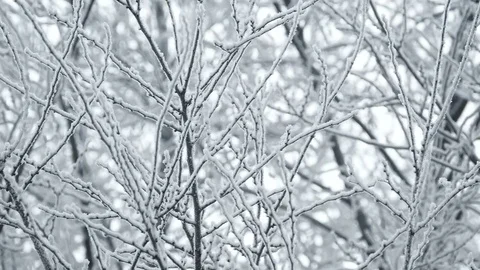Branches in the wintertime Stock Footage 70929993