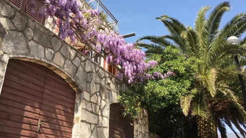 Branches of wisteria and palm Stock Footage 89221784