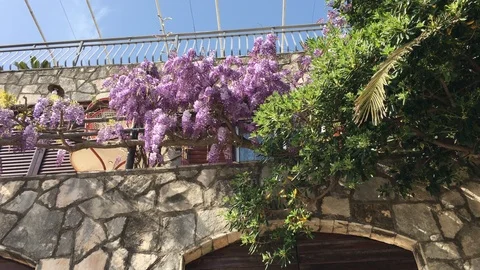 Branches of wisteria Stock Footage 89220535