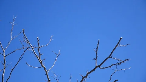 Branches without leaves on blue sky background Stock Footage 88597885
