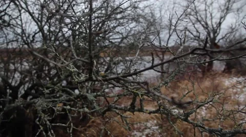 Branches without leaves Video stock 48906265