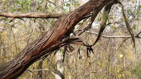 Branches without leaves on it in the forest Vídeo Stock 141764872