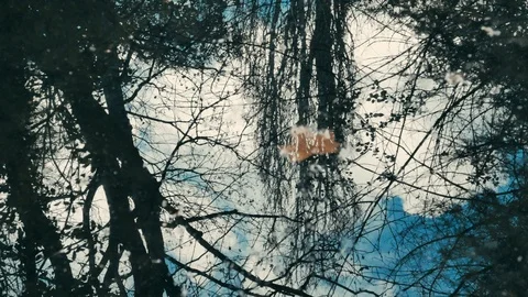 Branches without leaves reflected in the pond Stock Footage 101042539