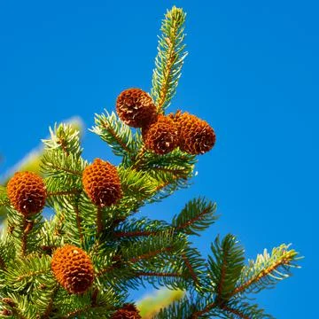 Branches of Xmas tree with cones on background of blue sky. Focus foreground Stock Photos