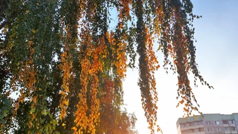 Branches with yellow and green foliage on a birch tree against the backdrop of Stockbeeldmateriaal 254064257