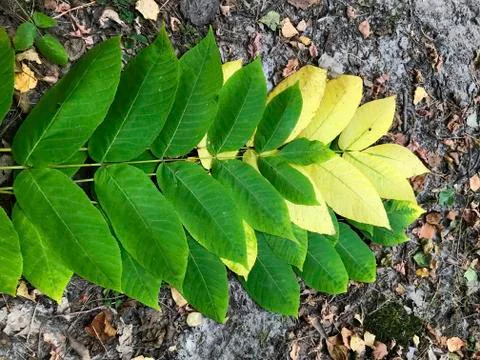 Branches with yellow and green leaves. Stock Photos