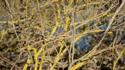 Branches with yellow lichens background Stock Footage 10900548