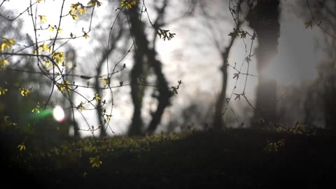 Branches with yellow tiny flowers moving in the wind Stock Footage 153867233