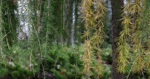 The branches of the yellow weeping larch swing in the wind Stock Footage 164249014
