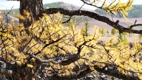 Branches of yellowed larch against the background of the valley and mountains. Stock Footage 249018720