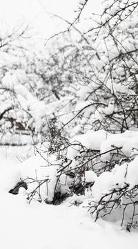 Branches of young apple tree under snow in sunny frosty morning Stock Photos