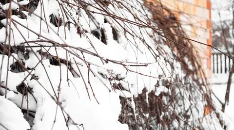 Branches of young apple tree under snow in sunny frosty morning Stock Photos