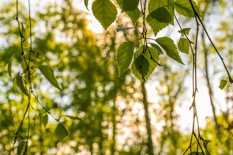 Branches with young birch foliage Stock Photos