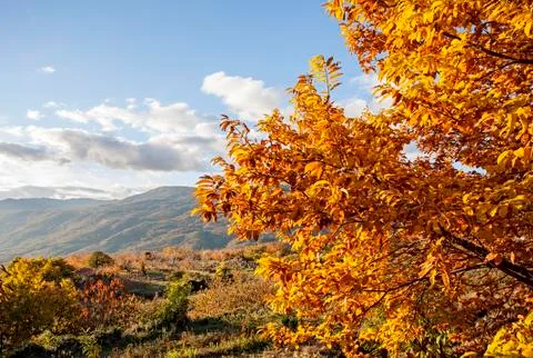 Branches of a young chestnut tree during autumn in the Valle del Jerte in Stock Photos