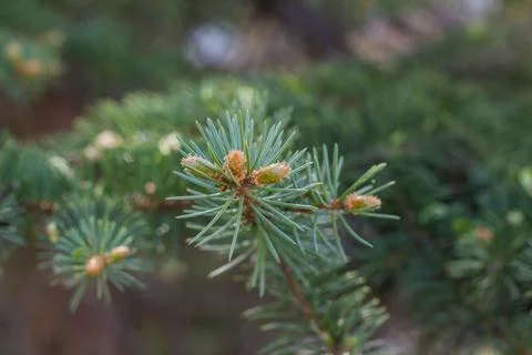 Branches with young cones, close-up Stock Photos