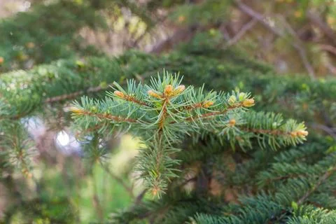 Branches with young cones, close-up Stock Photos