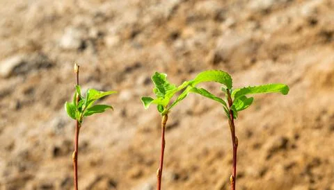 Branches of Young Deciduous Tree on the background of Clay Stock Photos