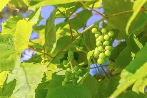 Branches of young grape Stock Photos