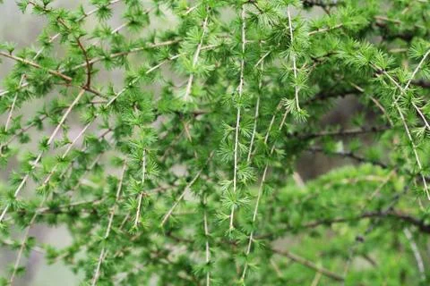Branches of a young larch tree with its newly growing needles in springtime Stock Photos
