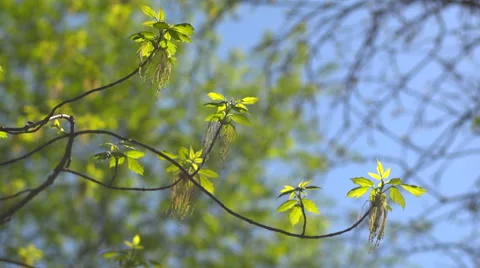Branches with young leaves Video stock 57741294