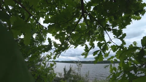 The branches of the young oak swaying in the wind. Beautiful oak in the garden Stock Footage 90092093