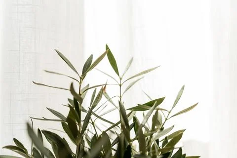 The branches of a young olive tree in front of a white background Stock Photos