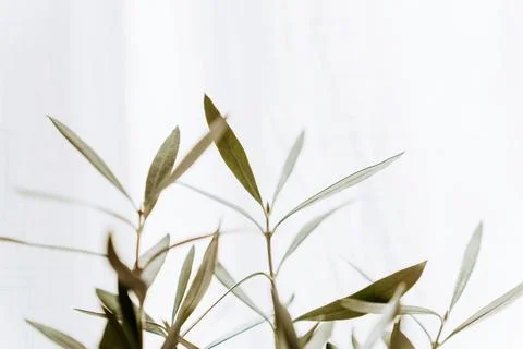 The branches of a young olive tree in front of a white background Stock-Fotos