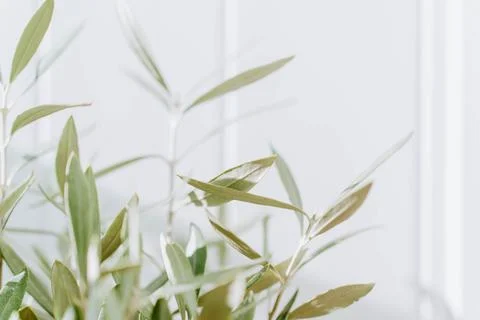 The branches of a young olive tree in front of a white background Stock Photos