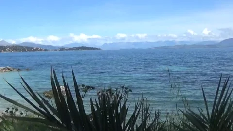 Branches of young palm trees rise above the blue sea Stock Footage 306919919