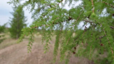 Branches of a young pine tree in early summer Stock Footage 155371259