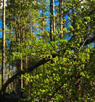 Branches of young pine trees in the forest Stock Photos