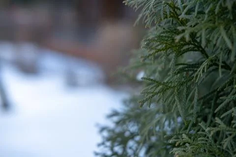 Branches of a young thuja. Stock Photos