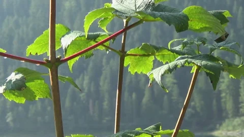 Branches of a young tree, morning on the Gosausee lake,Austria. Stock Footage 313667434