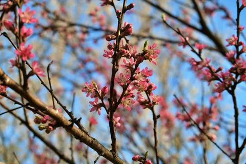 Branches of a young tree with pink flowers Stock Photos