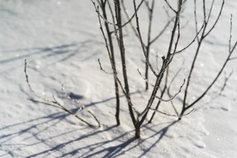 Branches of a young tree in the snow. Stock Photos
