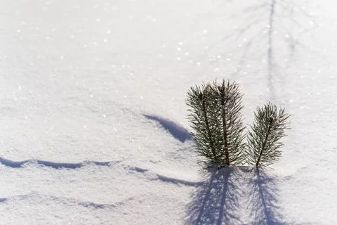Branches of a young tree in the snow Stock Photos