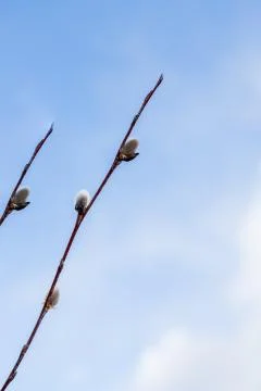 Branches with young willow inflorescences in spring morning on a background of Stock Photos