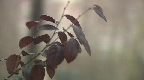 Branches001 Stock Footage 358701