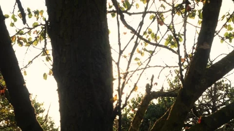 Branches2 Stockbeeldmateriaal 173700773