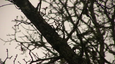 Branches_07 库存影片 713795