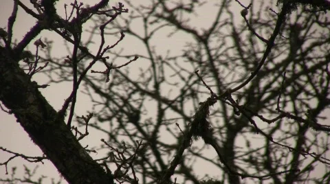 Branches_08 库存影片 713681